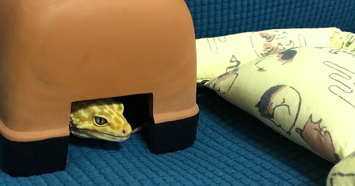 シェルターに隠れるヒョウモントカゲモドキ