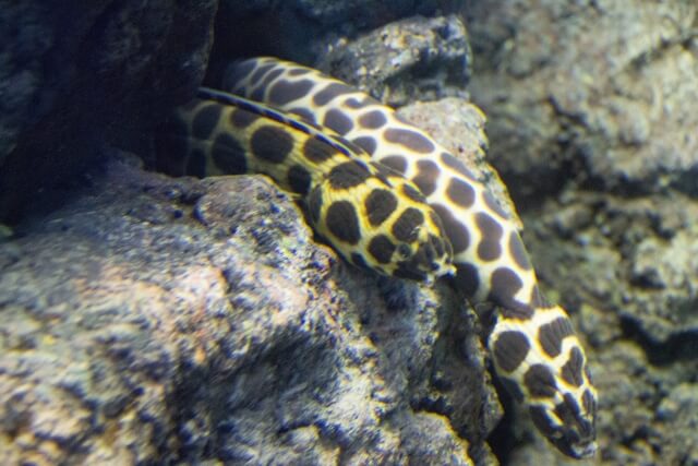 ゴイシウミヘビ