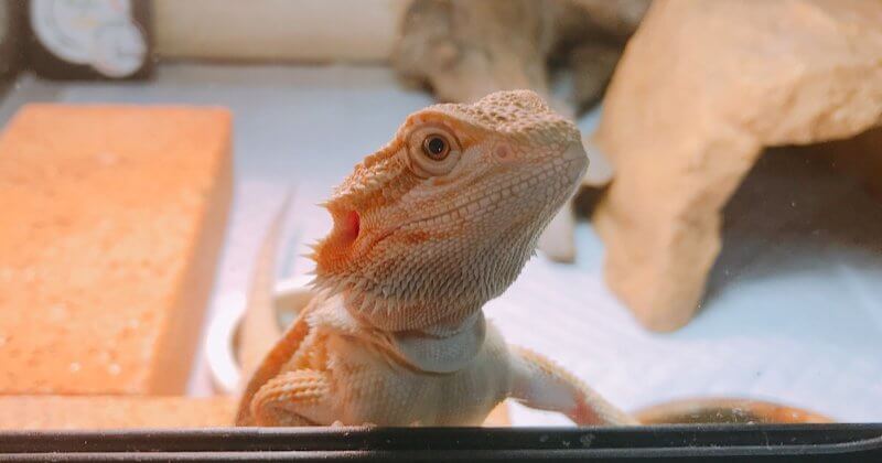 フトアゴヒゲトカゲ