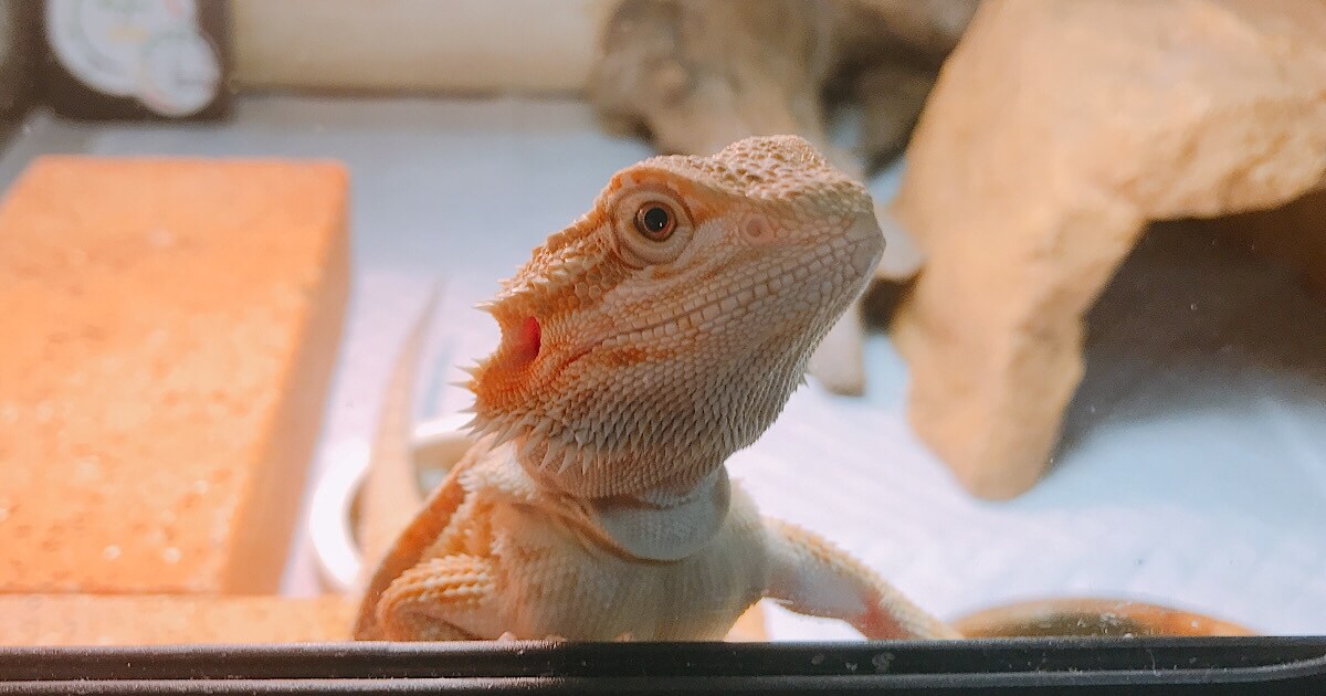 フトアゴヒゲトカゲ