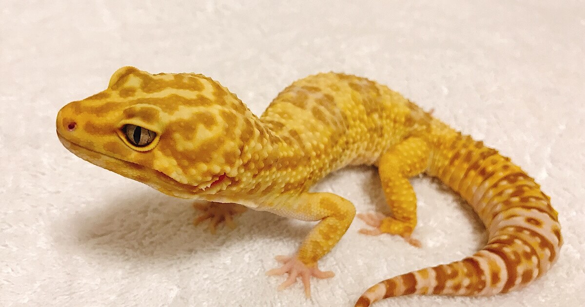 ヒョウモントカゲモドキ